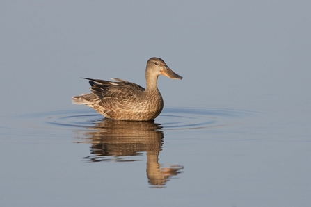 Shoveler