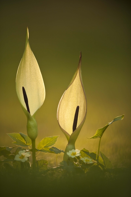 Lords-and-ladies