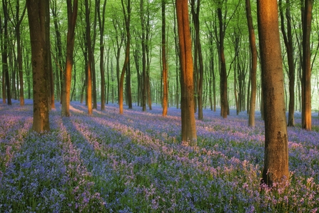 Bluebells
