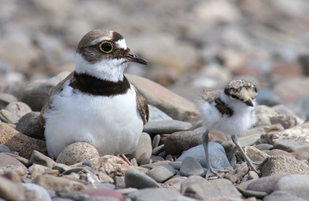 Little Ringed Plover with chick