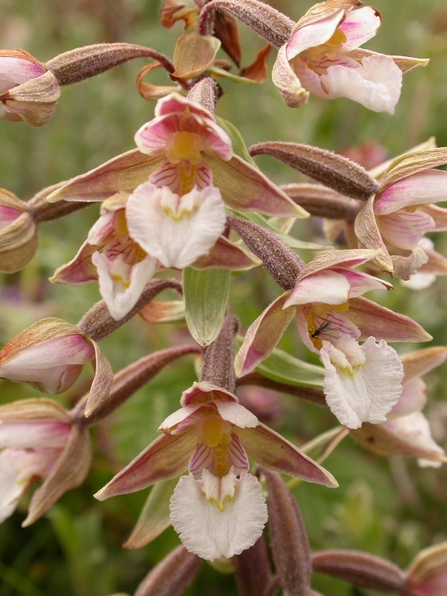 Marsh Helleborine