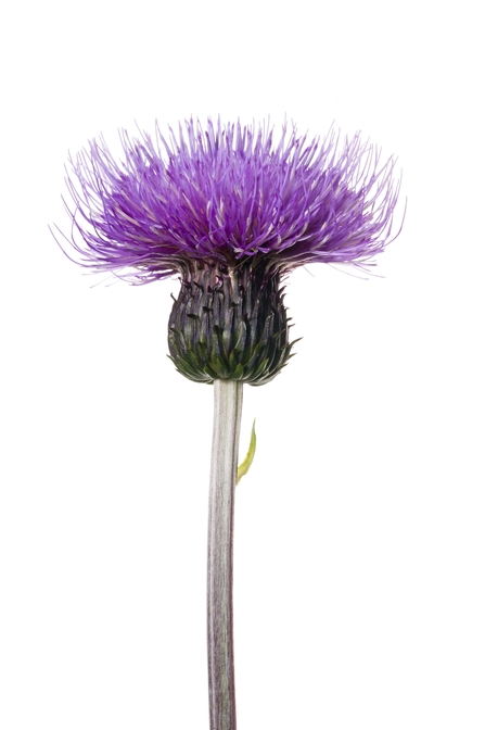 Melancholy Thistle