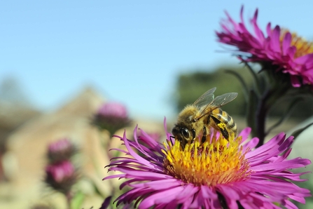 Honey Bee