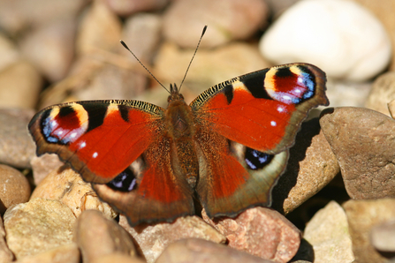 Identify Garden Butterflies The Wildlife Trusts