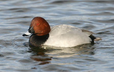 Pochard