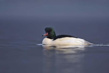 Goosander male