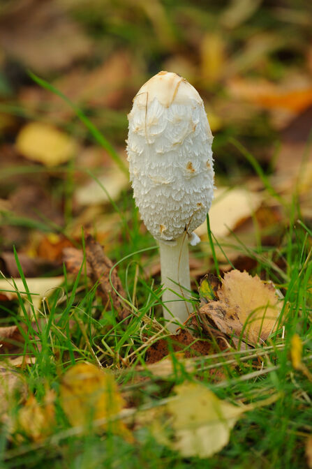Shaggy inkcap | The Wildlife Trusts