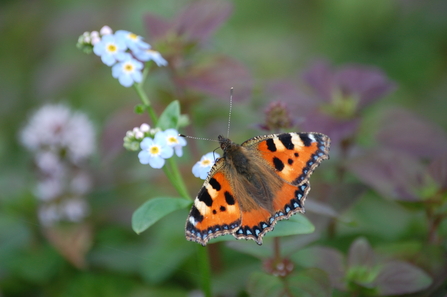 Identify Garden Butterflies The Wildlife Trusts