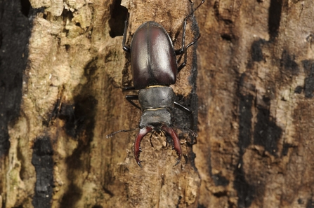 Stag Beetle