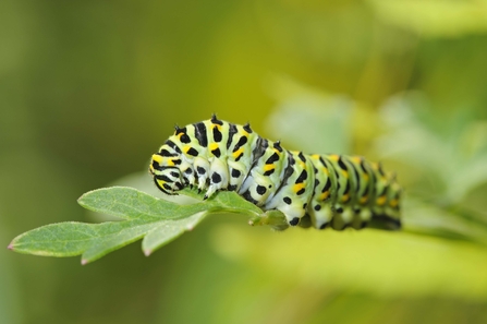 Swallowtail Butterfly Caterpillar