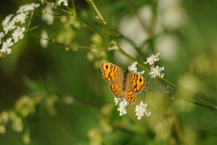 Wall Brown