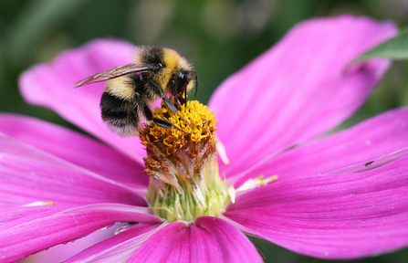 White-tailed Bumblebee