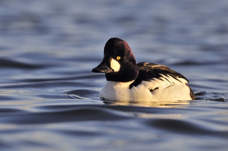 How To Identify Diving Ducks The Wildlife Trusts