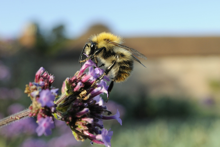 Common carder bumblebee 