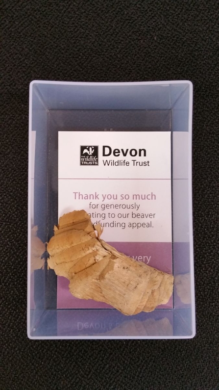 Beaver-gnawed woodchip: Devon Wildlife Trust