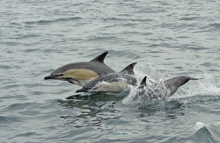 Common Dolphin