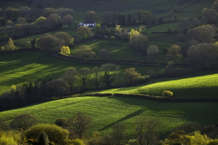 Countryside - Guy Edwardes