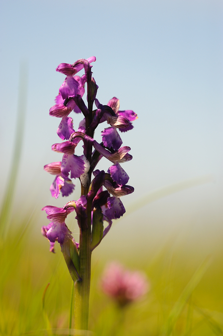 Green winged orchid Amy Lewis