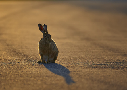 Hare on road Richard Steel/2020VISION