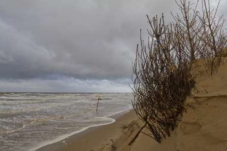 Sand Dune Damian Waters/2020VISION