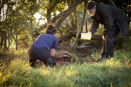 Badger Vaccination Tom Marshall 