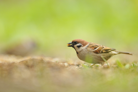 Tree sparrow with seed Fergus Gill/2020VISION