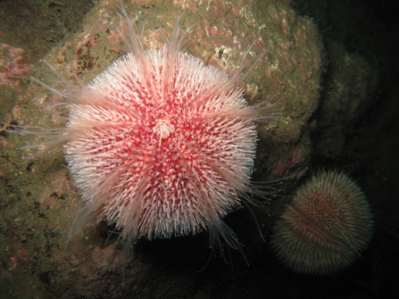 Edible sea urchin