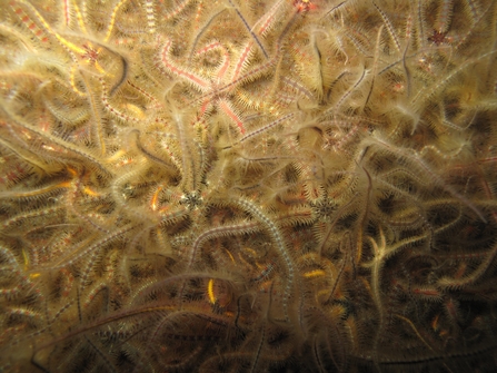 Common Brittlestars