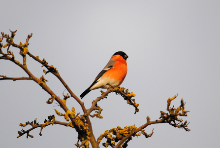 Bullfinch - Amy Lewis