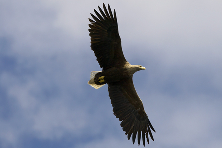 White-tailed Eagle - Neil Aldridge