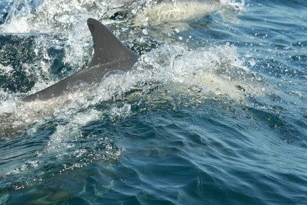 Common dolphin - Derek Moore