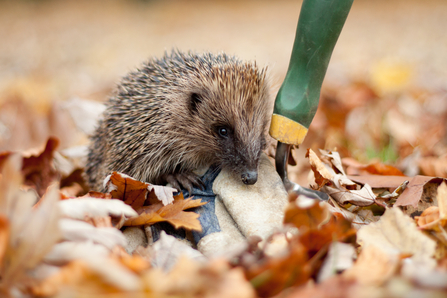 Hedgehog - Tom Marshall