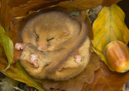 Dormouse Danny Green/2020VISION