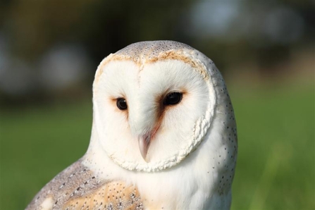 Barn Owl Steve Davis 