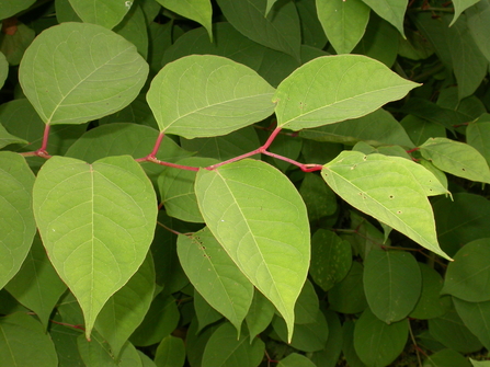 Japanese Knotweed - Philip Precey