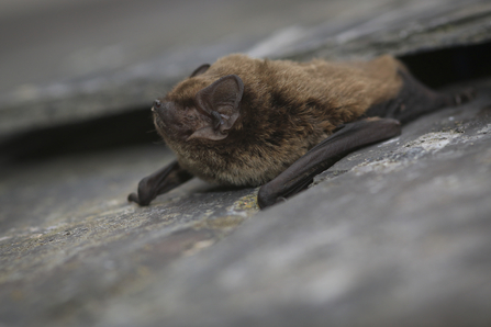 Leisler's bat - Tom Marshall