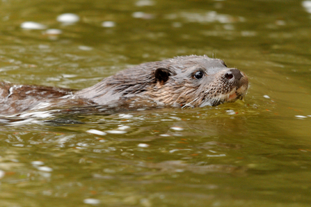 Otter - Amy Lewis 