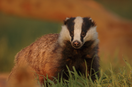 Badger Meles meles