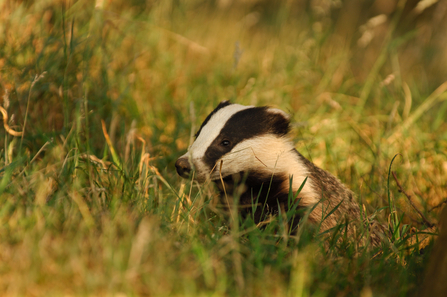 Badger - Andrew Parkinson/2020VISION