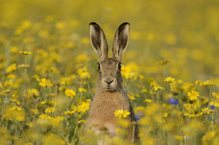 Hare - David Tipling/2020VISION