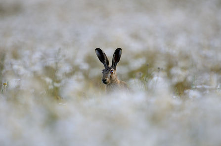 Brown Hare - David Tipling 