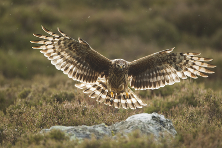 How to identify birds of prey  Herts and Middlesex Wildlife Trust