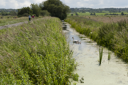Catcott Nature Reserve