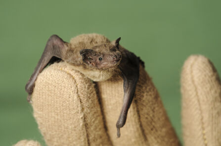 Nathusius' Pipistrelle Terry Whittaker
