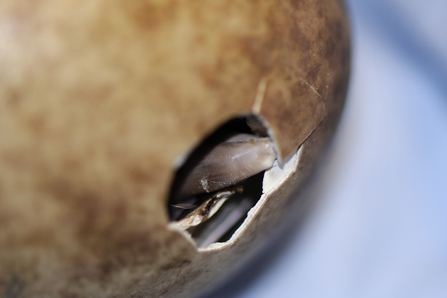 Common / Eurasian crane egg