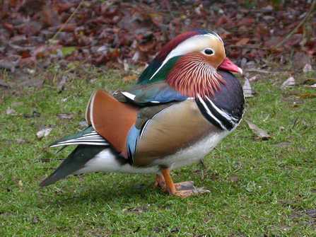 Mandarin Duck (drake)