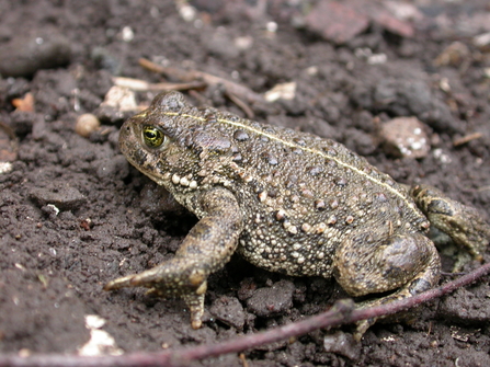 Natterjack Toad Philip Precey