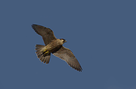 Recognising birds of prey - Norfolk Wildlife Trust
