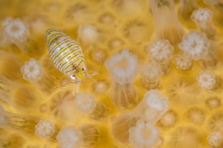 Amphipod on dead man's fingers coral