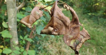 Ash Dieback Steve Collin